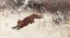 Picture of HUNTING DOG AND FOX 1898