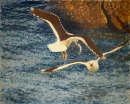 Picture of LESSER BLACK-BACKED GULLS FLYING 1903