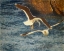 Picture of LESSER BLACK-BACKED GULLS FLYING 1903