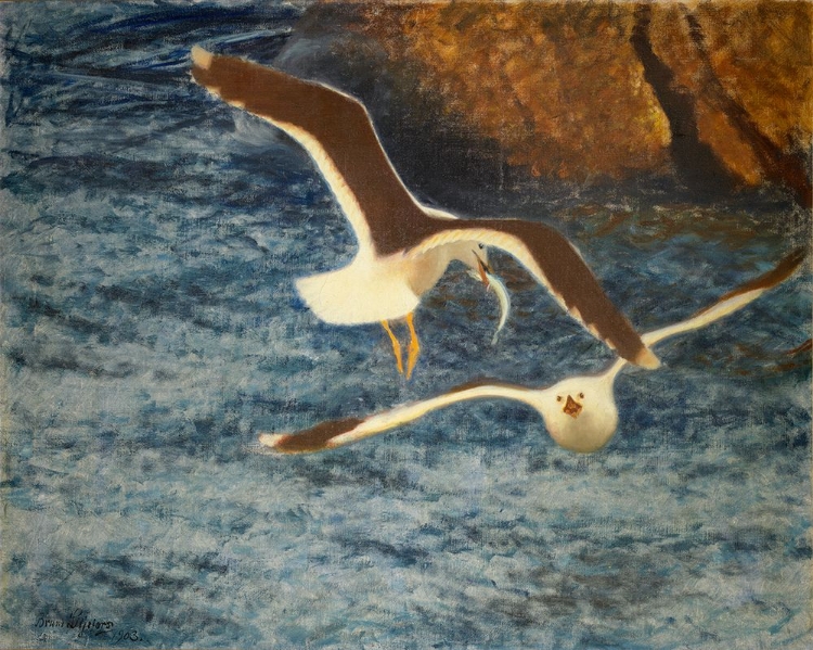Picture of LESSER BLACK-BACKED GULLS FLYING 1903
