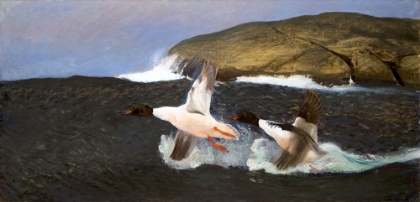 Picture of MERGANSERS 1901