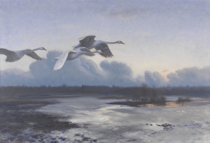 Picture of MUTE SWANS ON EVENING MIGRATION IN 1939