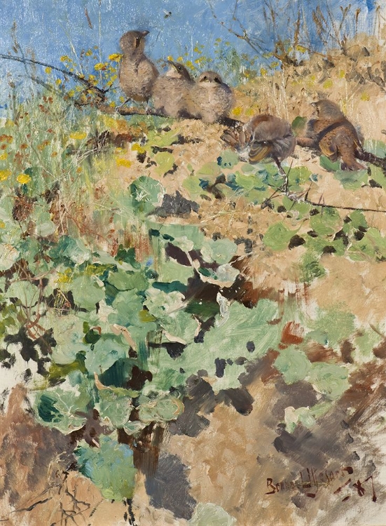 Picture of NESTLINGS OF RED BACKED SHRIKE 1887