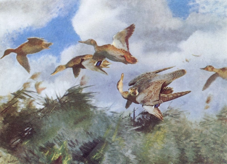 Picture of PEREGRINE ATTACKING DUCKS 1929