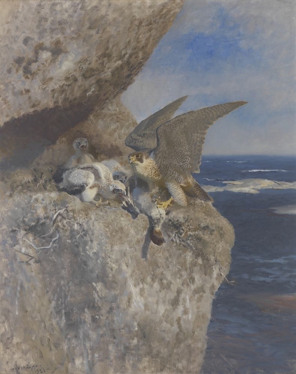 Picture of PEREGRINE FALCON WITH PREY AT ITS NEST ON THE COAST 1939