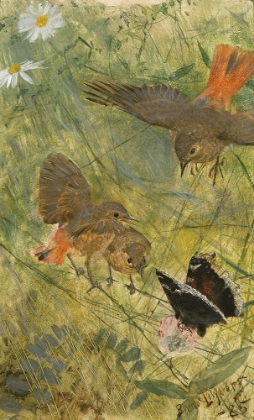Picture of REDSTARTS AND BUTTERFLIES 1885