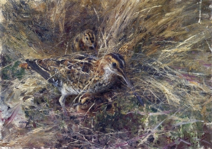 Picture of SNIPE WITH YOUNG 1890