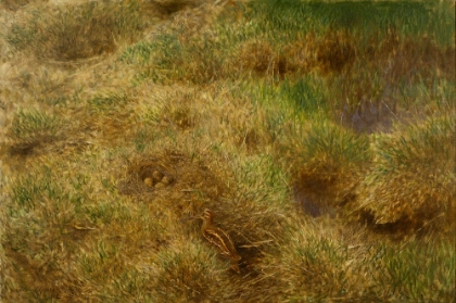 Picture of SNIPES NEST 1902