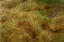 Picture of SNIPES NEST 1902