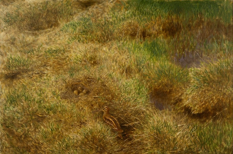 Picture of SNIPES NEST 1902