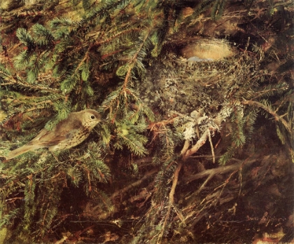 Picture of SONG THRUSH AT NEST 1888