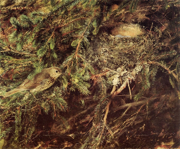 Picture of SONG THRUSH AT NEST 1888