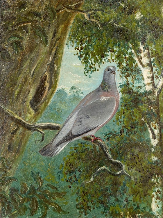 Picture of STOCK DOVE 1879