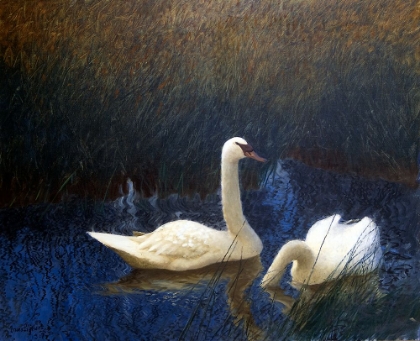 Picture of SWANS IN REEDS 1907