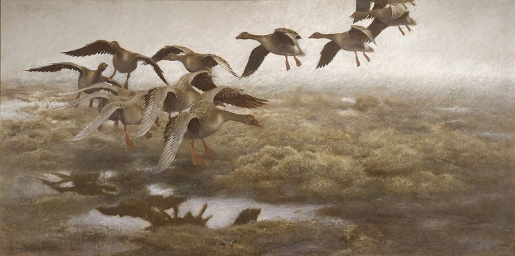 Picture of WILDGEESE SETTLING 1907