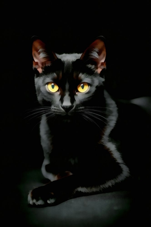 Picture of BLACK AS NIGHT I