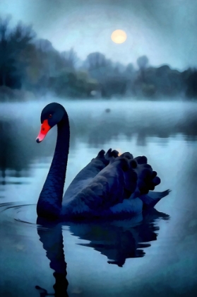 Picture of BLACK SWAN NIGHT