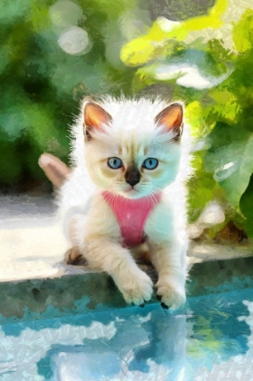 Picture of CUTE KITTY AT THE POOL