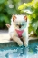 Picture of CUTE KITTY AT THE POOL