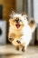 Picture of CUTE KITTY IN FLIGHT