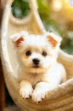 Picture of CUTE PUPPY IN HAMMOCK