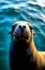 Picture of EXCUSE ME, ARE THERE MORE FISH