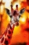 Picture of GIRAFFE ABSTRACTION I