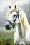 Picture of HORSE ABSTRACTION V