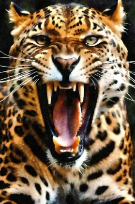 Picture of LEOPARD ROAR