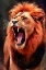 Picture of LION ROAR