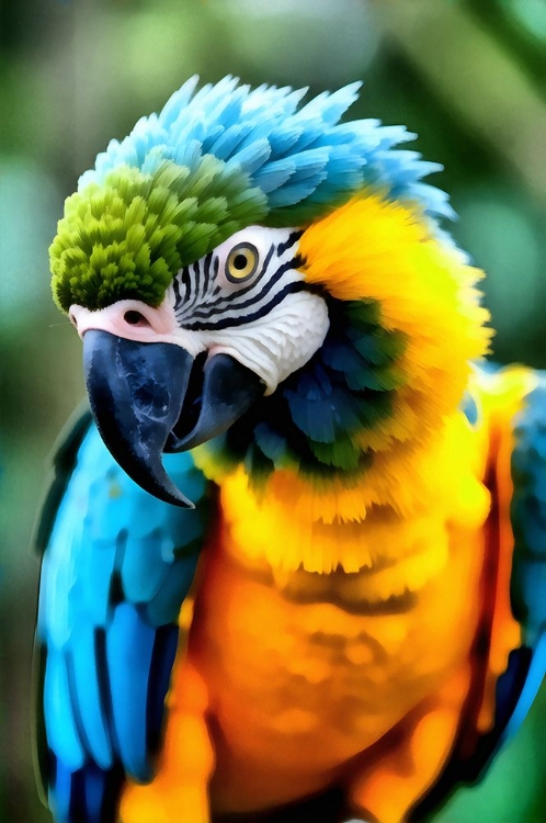 Picture of MACAW PORTRAIT