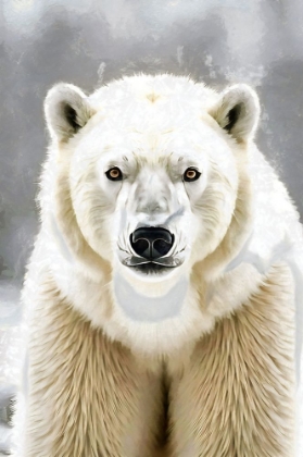 Picture of POLAR BEAR PORTRAIT