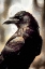 Picture of RAVEN ABSTRACTION I