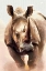 Picture of RHINO CHARGING
