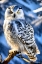 Picture of SNOWY OWL PORTRAIT I
