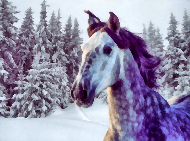 Picture of WINTER KING
