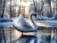 Picture of WINTER SWAN