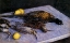 Picture of PHEASANTS AND WOODCOCKS ON A MARBLE TABLE 1883