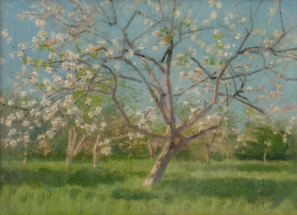 Picture of STUDY OF BLOOMING TREES IN AN ORCHARD