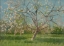 Picture of STUDY OF BLOOMING TREES IN AN ORCHARD