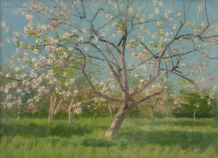 Picture of STUDY OF BLOOMING TREES IN AN ORCHARD