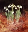 Picture of FAIR MAIDS OF FEBRUARY 1862
