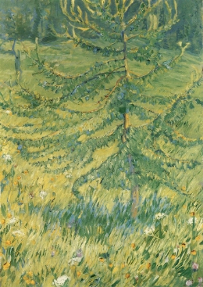 Picture of LARCH SAPLING 1908