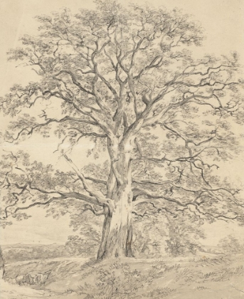 Picture of A GREAT OAK TREE C. 1801