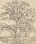 Picture of A GREAT OAK TREE C. 1801