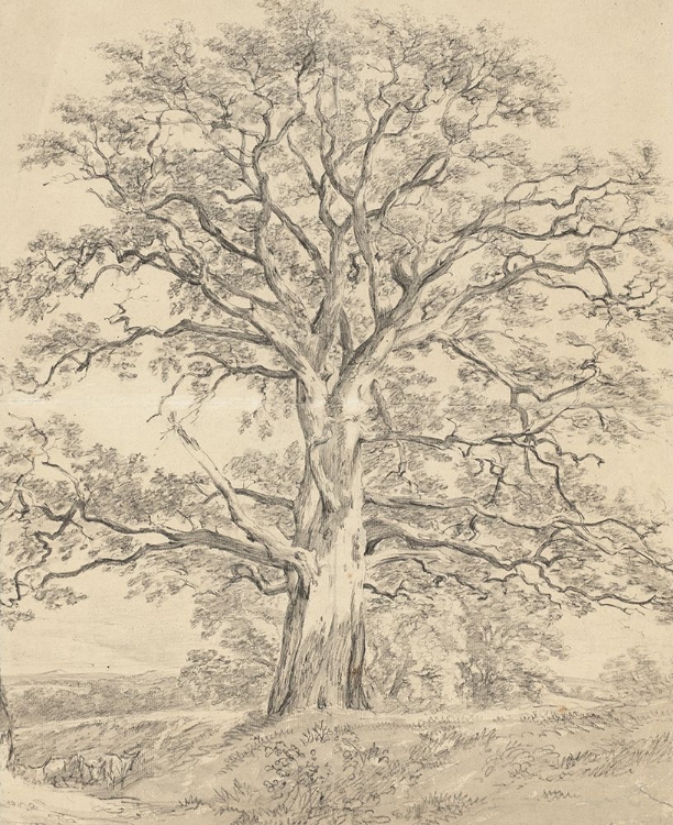 Picture of A GREAT OAK TREE C. 1801