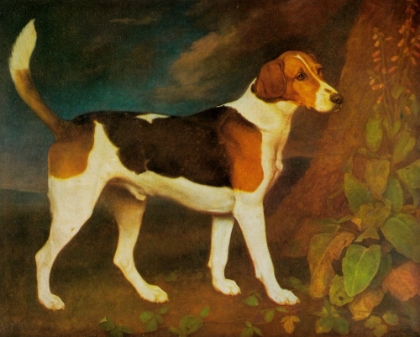 Picture of A FOXHOUND, RINGWOOD 1792