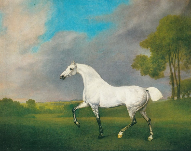 Picture of A GREY HORSE 1793