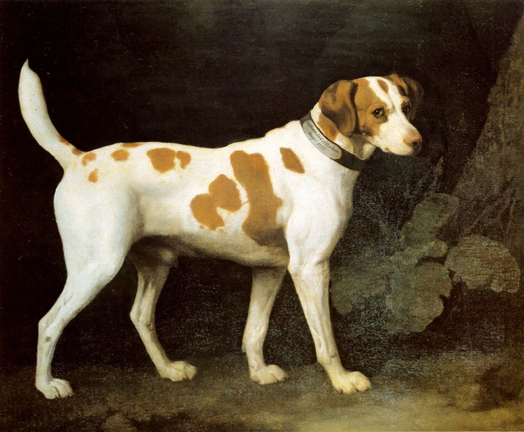 Picture of DOG BELONGING TO EARL OF CHATHAM 1777