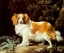 Picture of KING CHARLES SPANIEL 1776